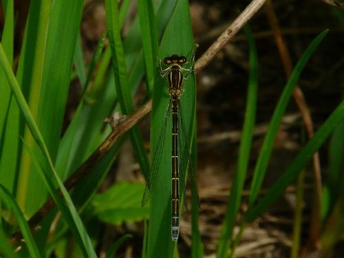 Réf. 118 307 : Coenagrion mercuriale