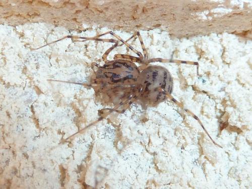 Réf. 118 996 : Scytodes thoracica