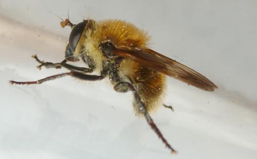 Réf. 118 935 : Criorhina berberina