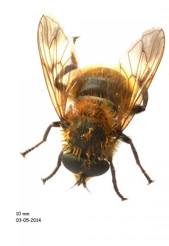 Réf. 118 928 : Criorhina berberina