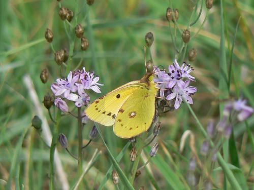 Colias croceus