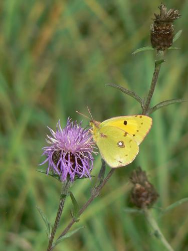 Colias croceus
