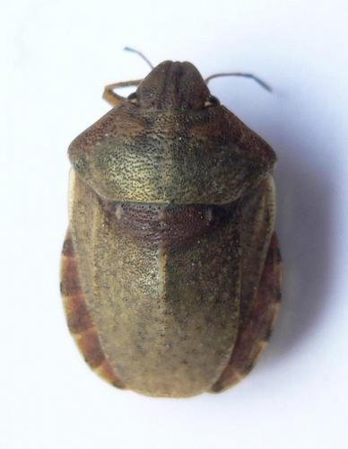 Eurygaster testudinaria