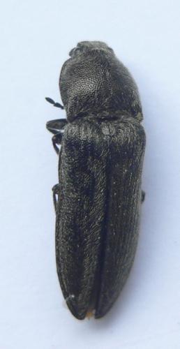 Cidnopus pilosus