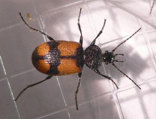 Panagaeus cruxmajor