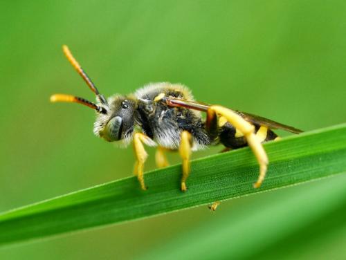 Nomada sp.