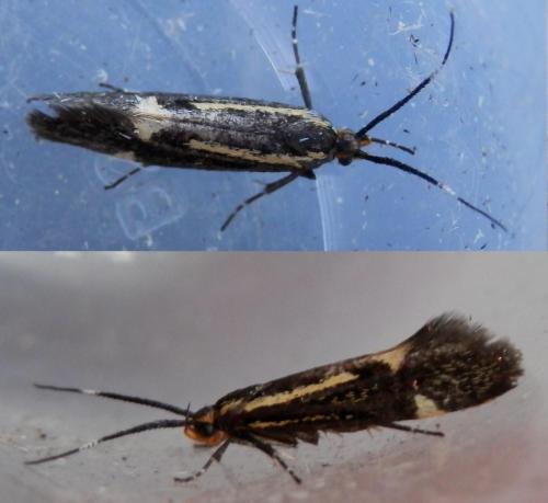 Esperia sulphurella