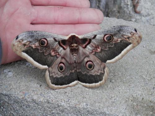 Saturnia pyri