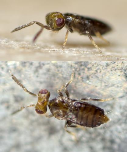 Coccophagoides moeris