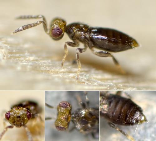 Réf. 118 573 : Coccophagoides moeris