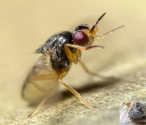Elachiptera tuberculifera