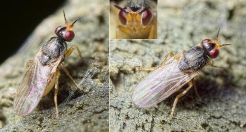 Elachiptera tuberculifera