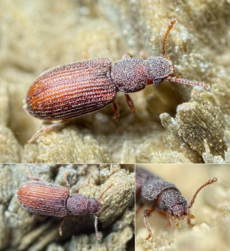 Berginus tamarisci