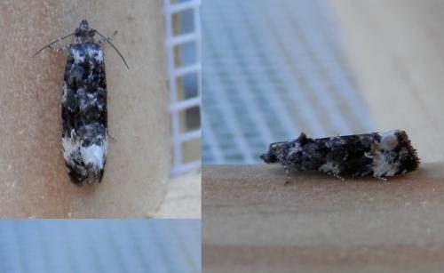 Réf. 118 134 : Endothenia marginana