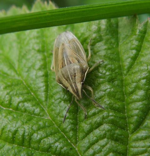 Réf. 118 286 : Aelia acuminata