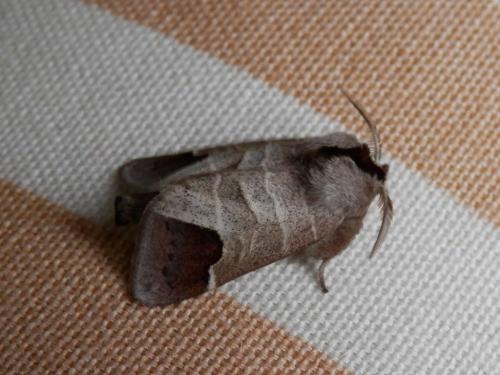 Réf. 118 343 : Clostera curtula