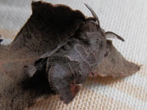 Réf. 118 342 : Clostera pigra