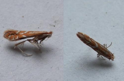 Phyllonorycter leucographella