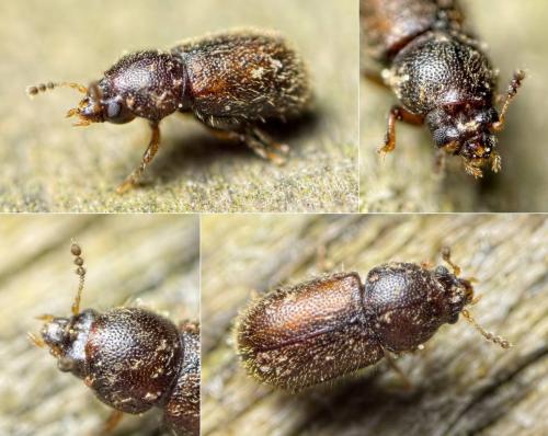 Réf. 118 862 : Rhopalodontus novorossicus