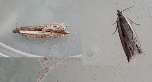 Ancylis apicella