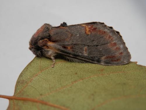 Notodonta dromedarius