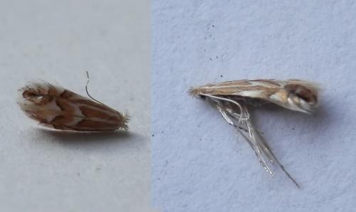 Phyllonorycter esperella