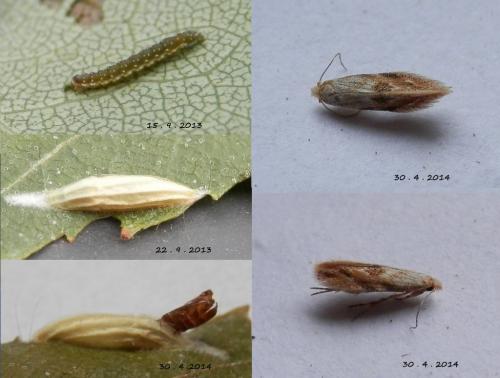 Bucculatrix demaryella
