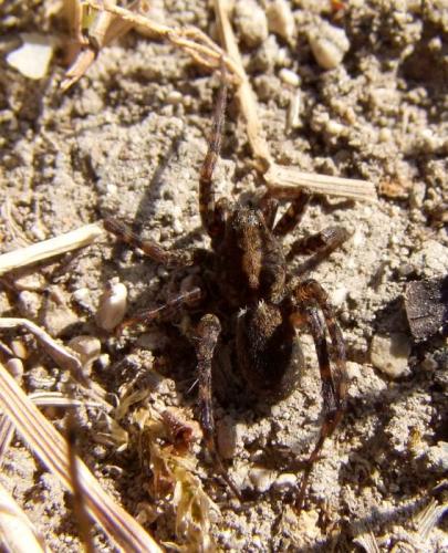 Pardosa amentata