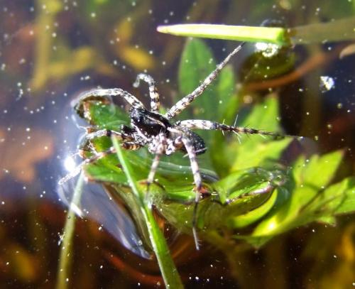 Pardosa pullata