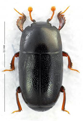 Réf. 118 592 : Paromalus parallelepipedus