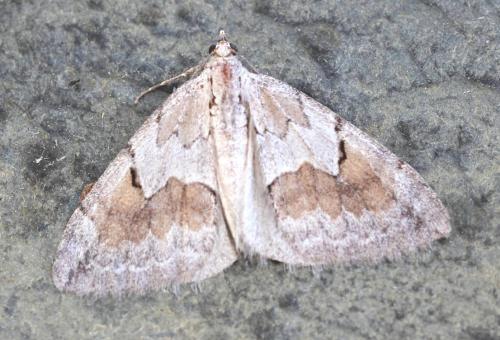 Pennithera ulicata