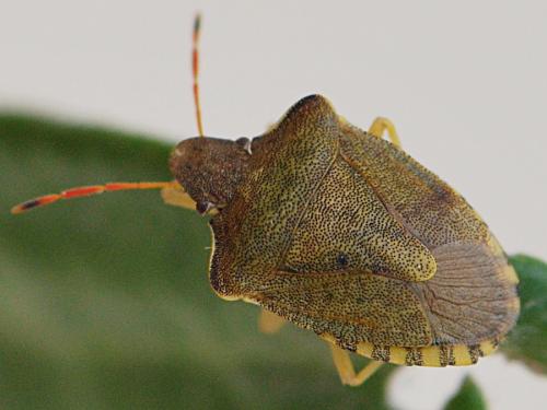 Réf. 118 028 : Peribalus strictus strictus