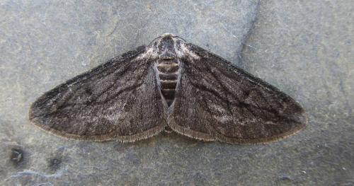Ecleora solieraria