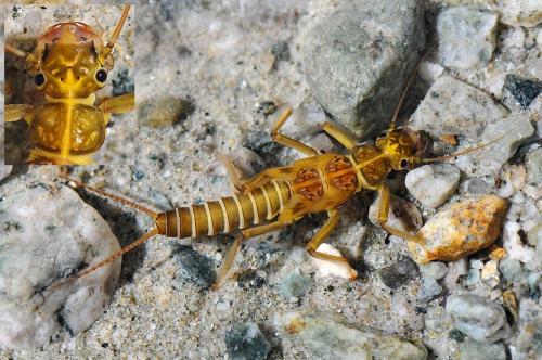Dictyogenus sp.