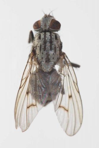 Phaonia laeta