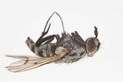 Phaonia laeta