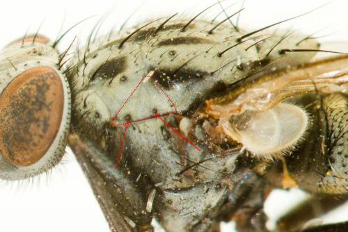 Phaonia laeta