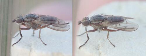 Pherbellia cinerella