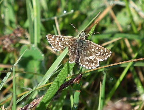 Pyrgus malvoides