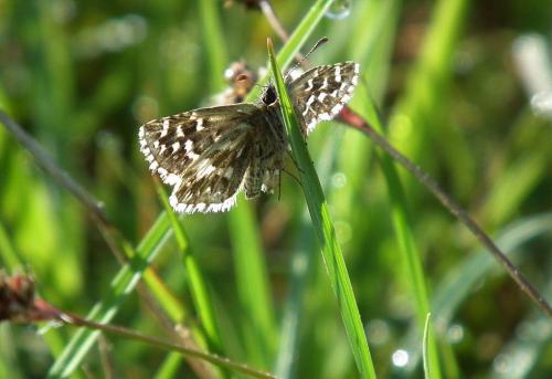 Pyrgus malvoides