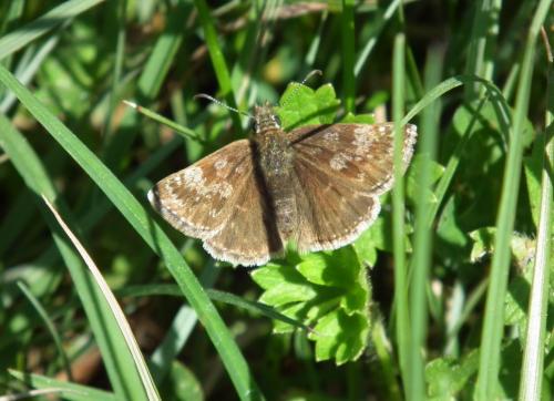 Erynnis tages