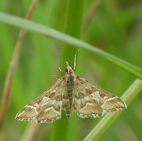 Diasemia reticularis
