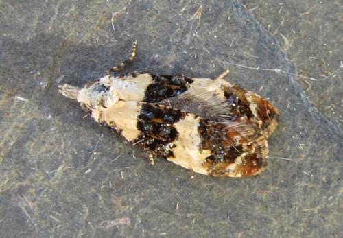 Réf. 118 590 : Phtheochroa duponchelana