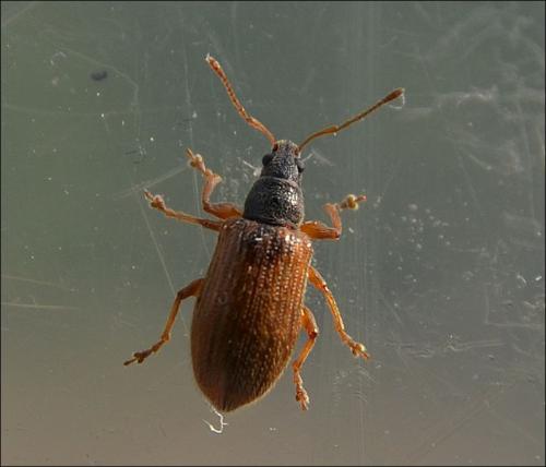 Réf. 118 811 : Phyllobius oblongus