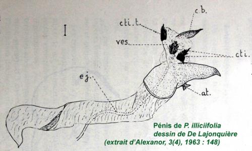 Réf. 118 697 : Phyllodesma ilicifolia