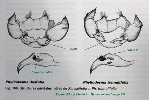 Phyllodesma divers