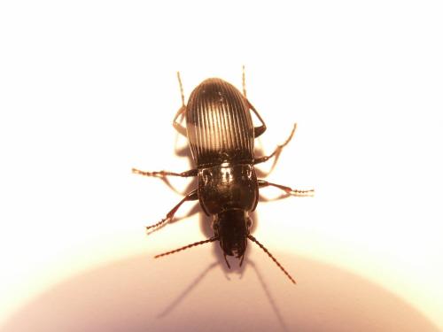 Réf. 118 085 : Abax parallelus