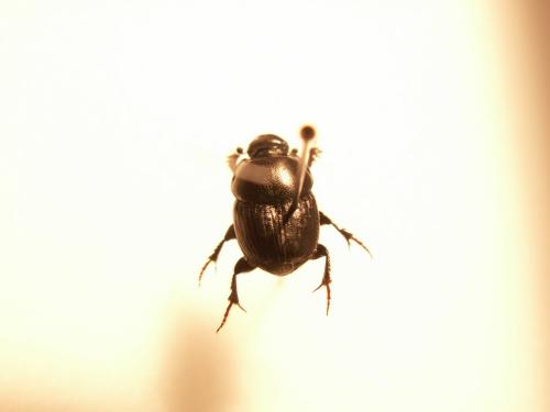 Onthophagus taurus