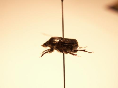 Réf. 118 245 : Onthophagus taurus
