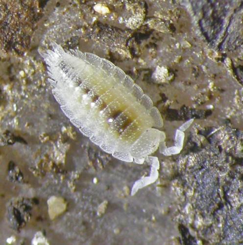 Platyarthrus caudatus